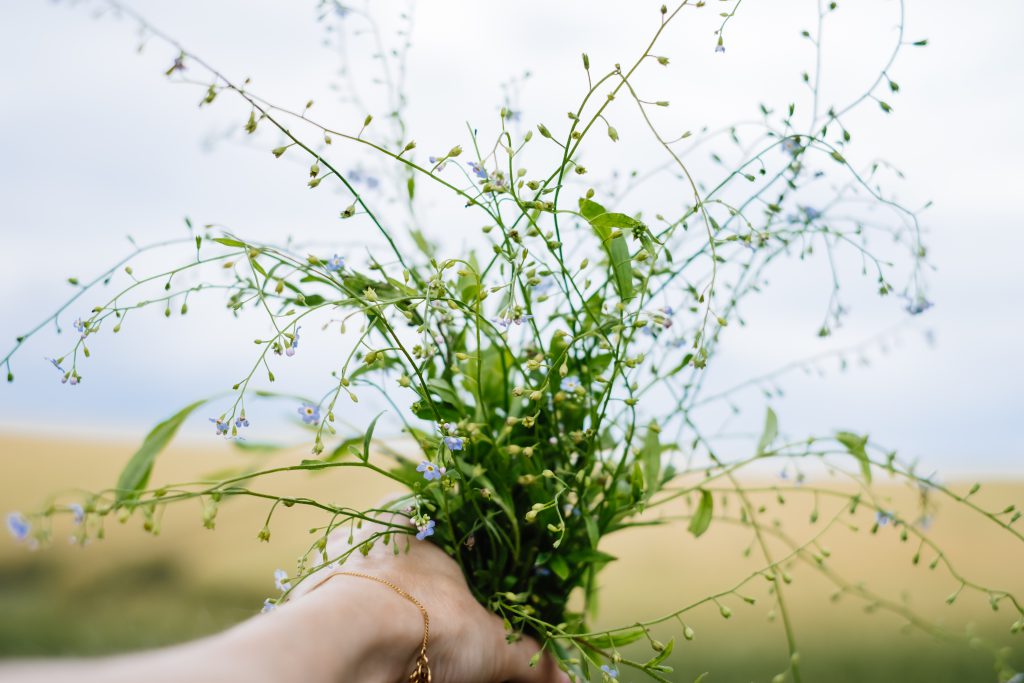 Wild forget-me-not flowers in a female hand 4 - free stock photo