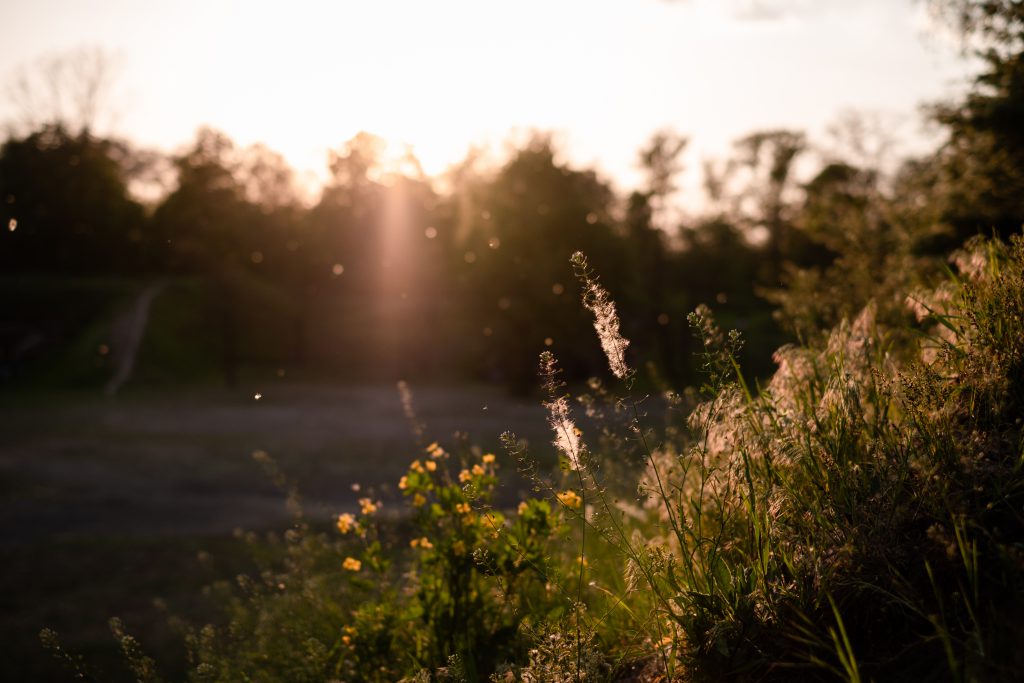 Wild grass and pollen at sunset - free stock photo