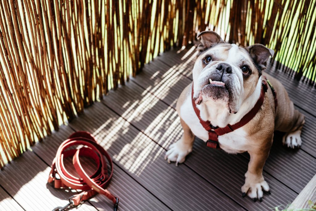 english_bulldog_in_a_harness-1024x683.jp