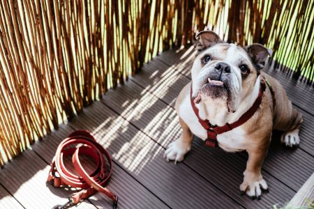 English Bulldog in a harness - free stock photo