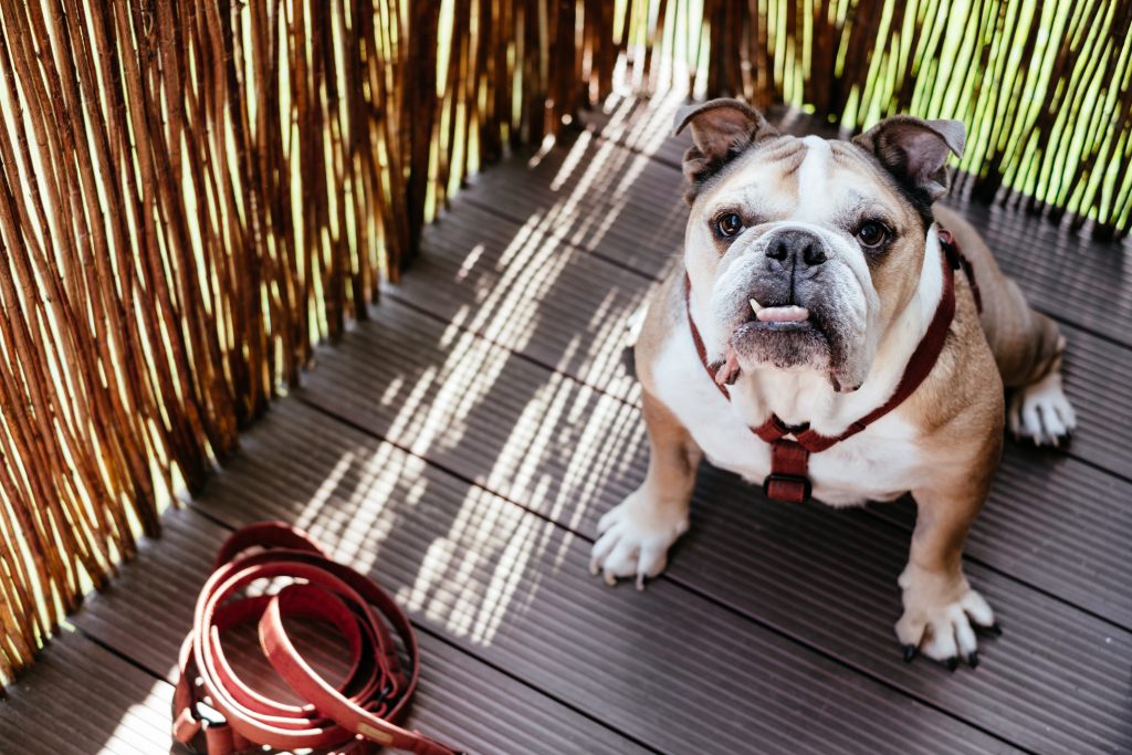 English Bulldog in a harness 2 - free stock photo