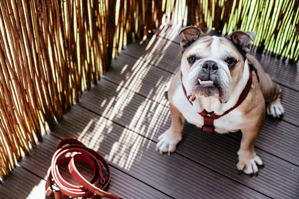 english_bulldog_in_a_harness_2-1024x683.