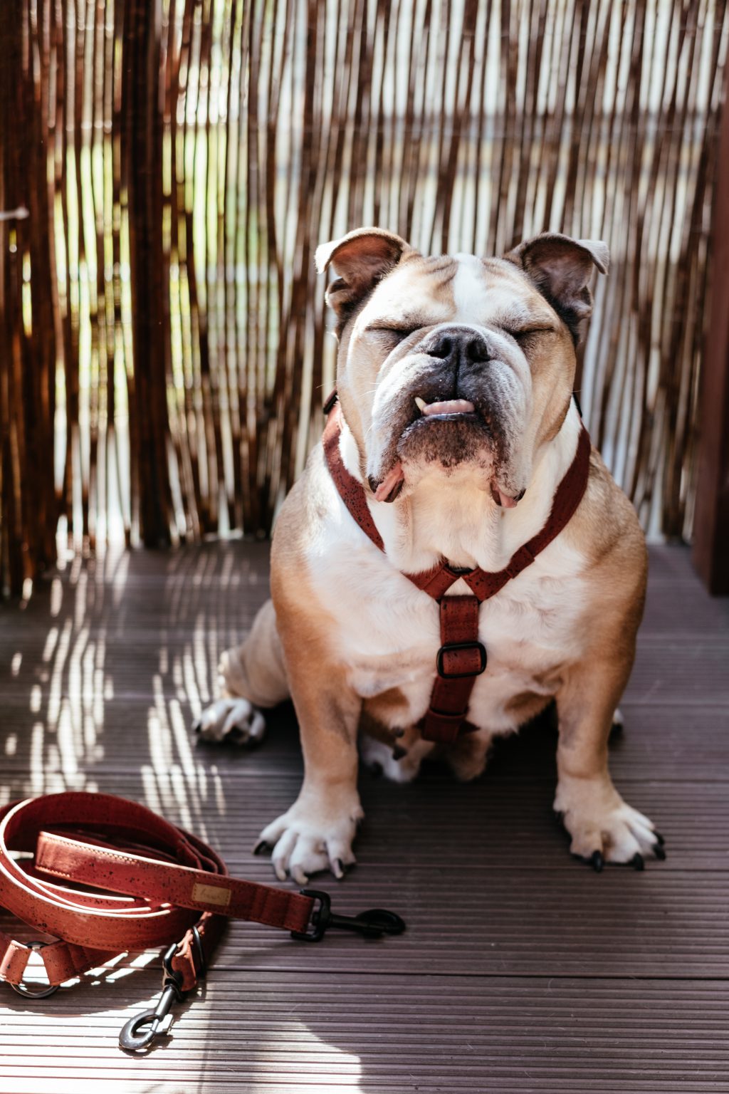 English Bulldog in a harness 3 - free stock photo