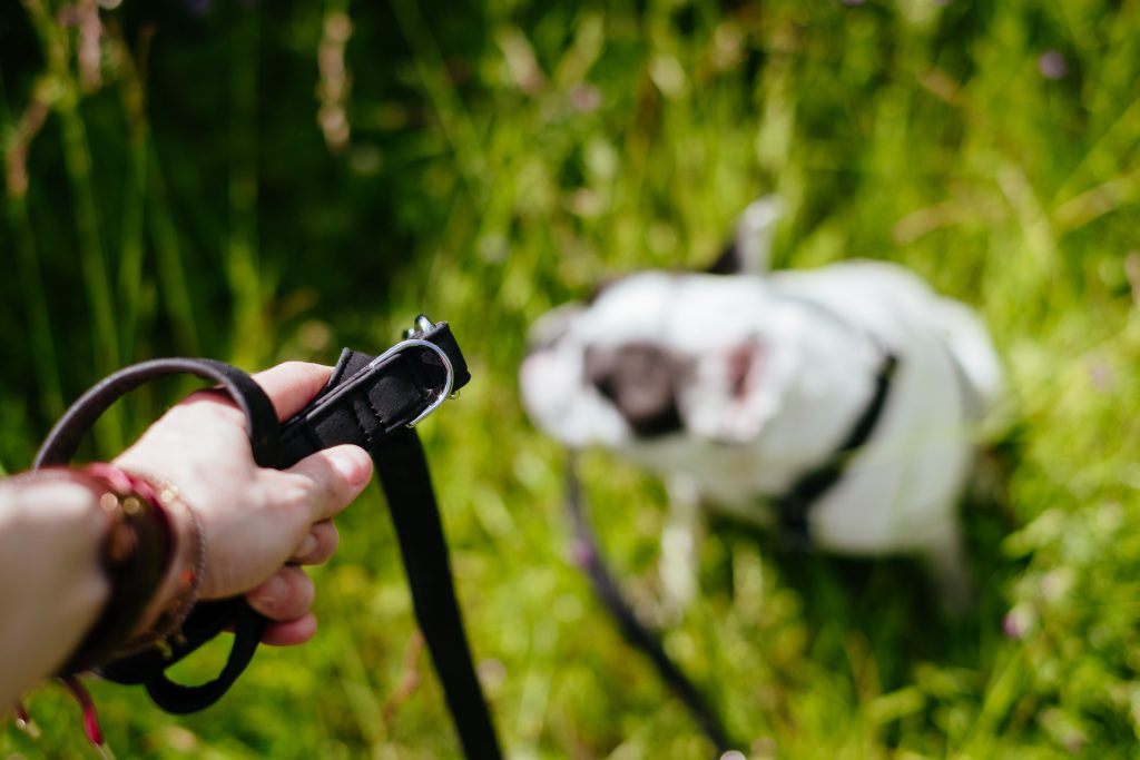 Female hand holding a dog leash - free stock photo