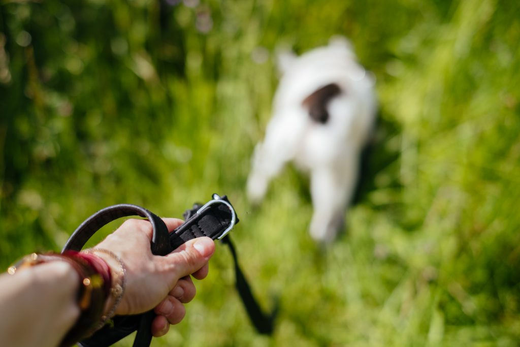 Female hand holding a dog leash 2 - free stock photo