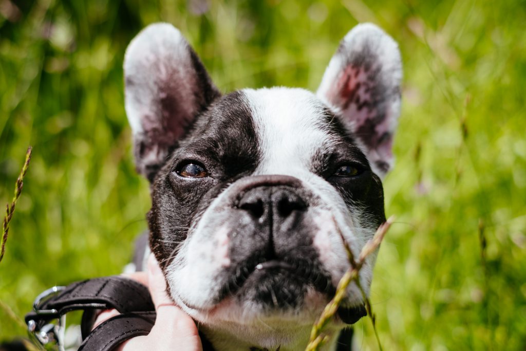 French Bulldog face closeup - free stock photo