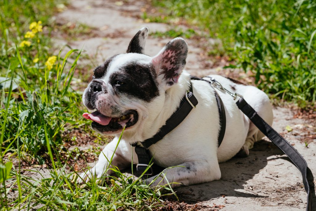 French Bulldog lying in the sun on a hot day - free stock photo