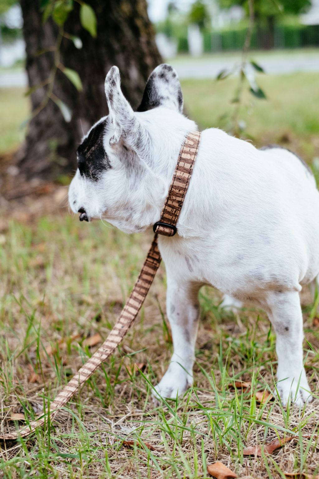 French Bulldog on a leash - free stock photo