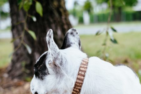 French Bulldog on a leash - free stock photo