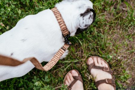 French Bulldog on a leash 2 - free stock photo