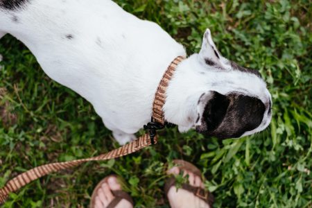 French Bulldog on a leash 3 - free stock photo