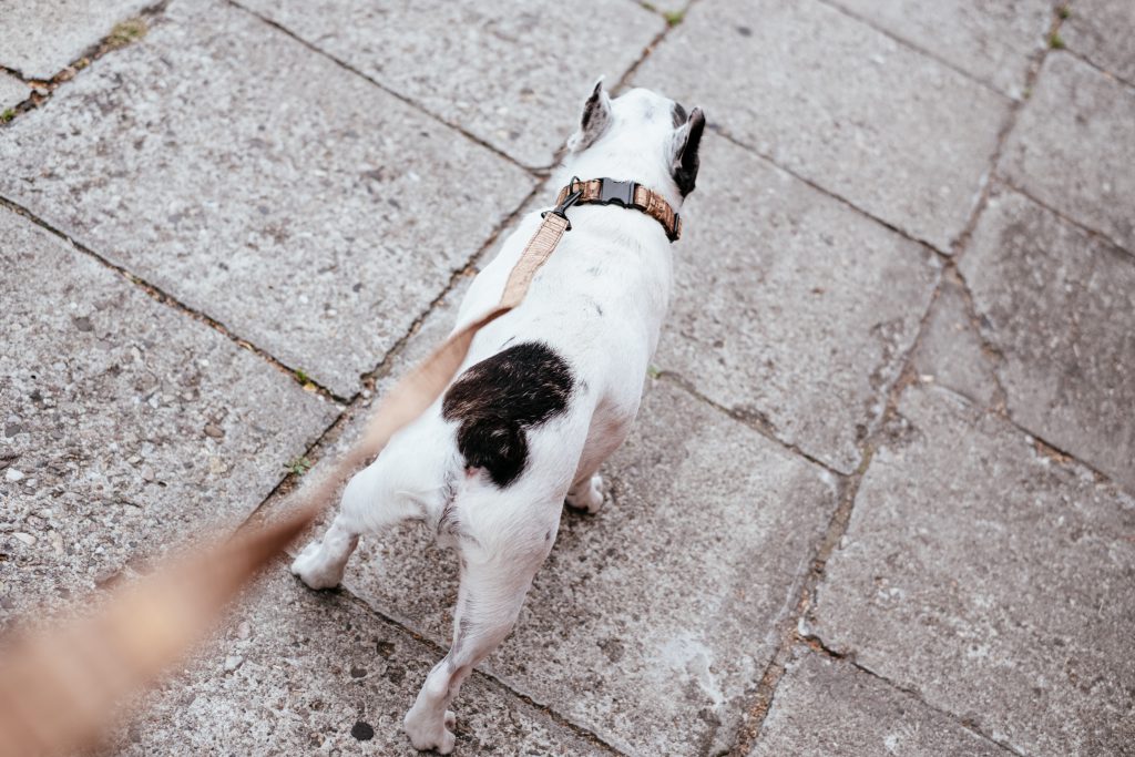 French Bulldog on a leash 4 - free stock photo