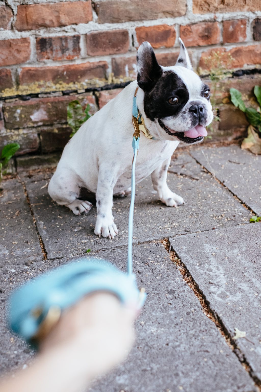 French Bulldog on a leash 5 - free stock photo