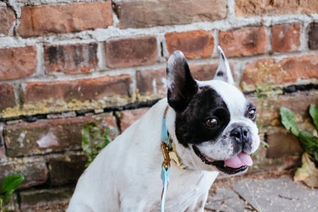 French Bulldog on a leash 5 - free stock photo