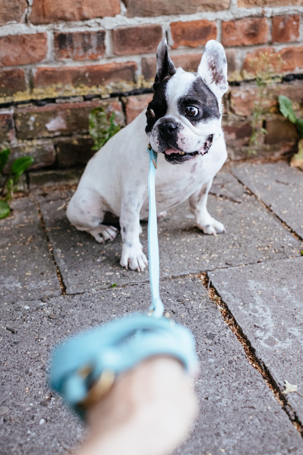 French Bulldog on a leash 6 - free stock photo