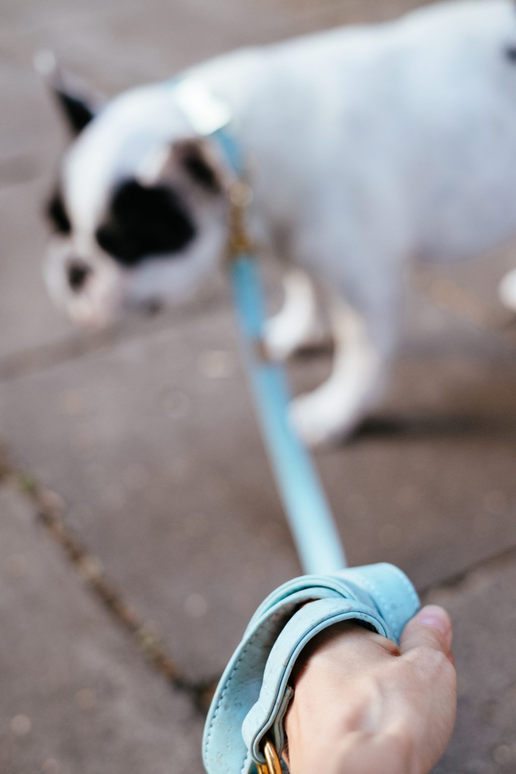 French Bulldog on a leash blurred - free stock photo