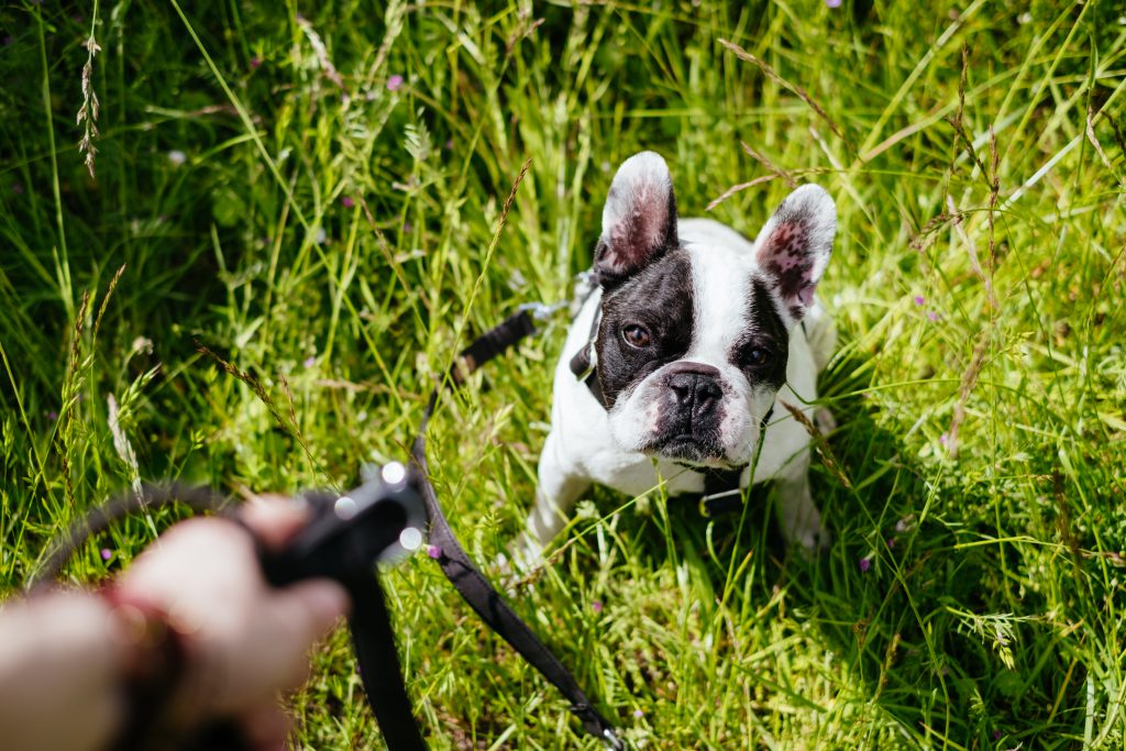 french_bulldog_on_a_leash_in_the_meadow-1024x683.jpg