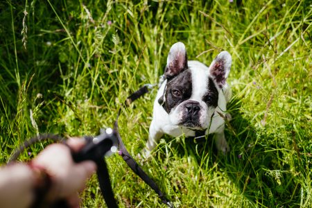 French Bulldog on a leash in the meadow - free stock photo