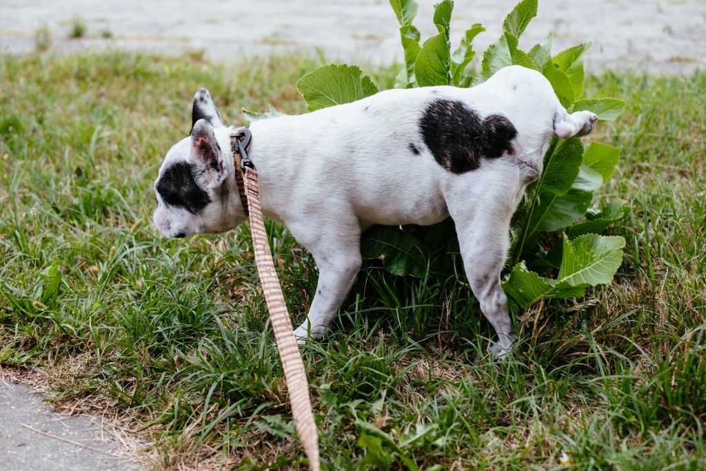 French Bulldog peeing on a plant - free stock photo