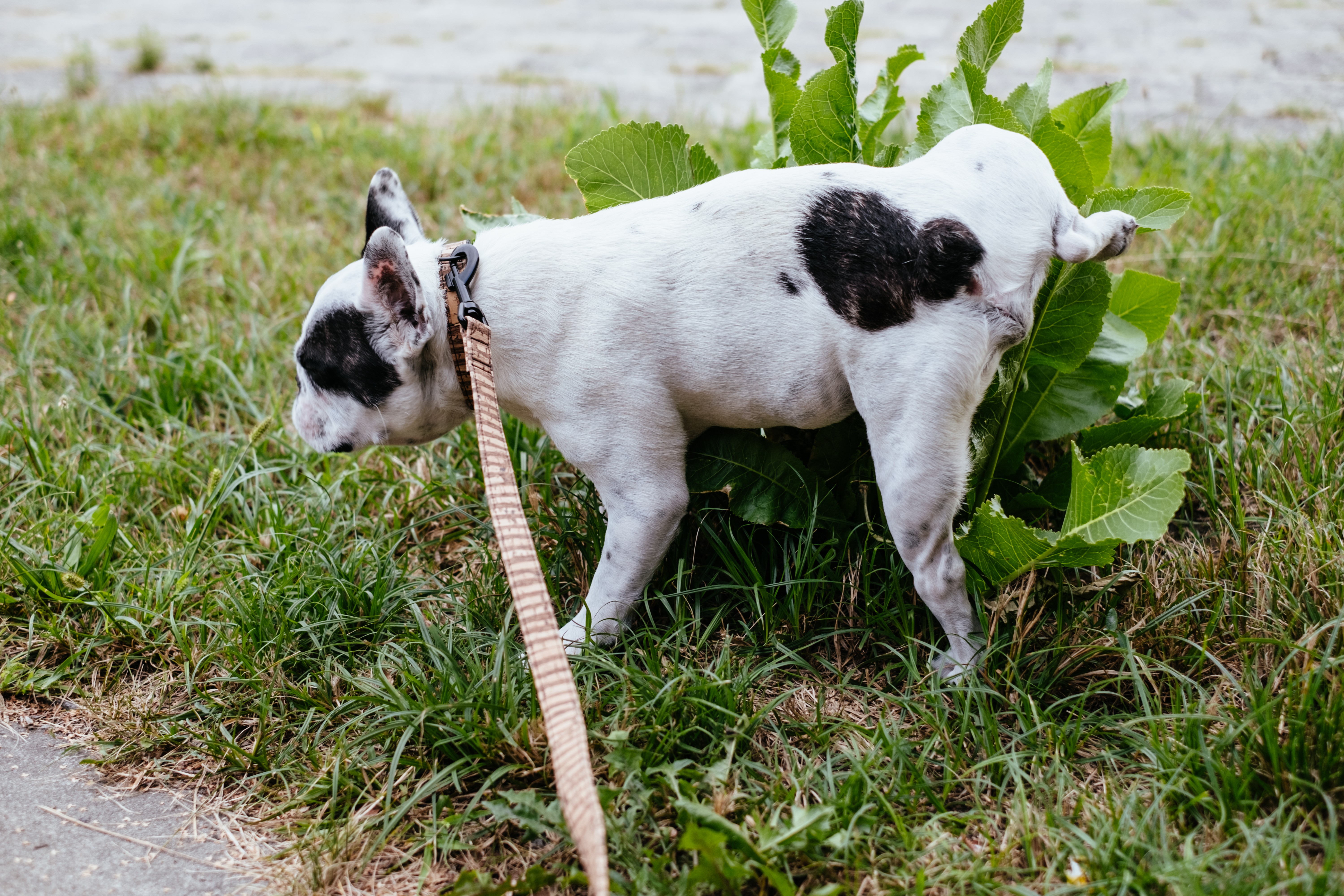 French bulldog shop peeing on bed