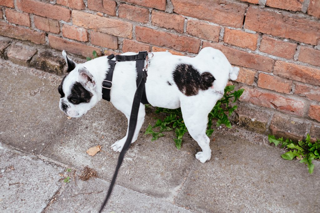 French Bulldog peeing on a plant 2 - free stock photo