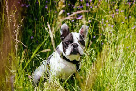 French Bulldog portrait in the meadow - free stock photo