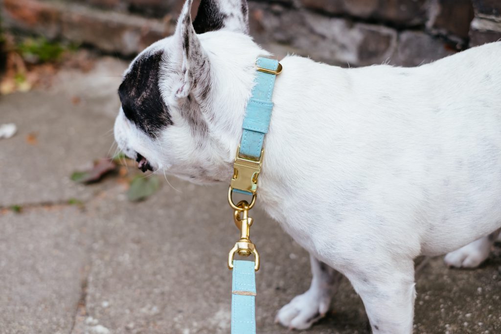 French Bulldog wearing a collar closeup - free stock photo