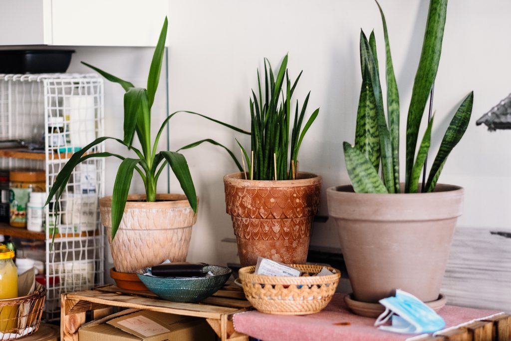 free download small house plants