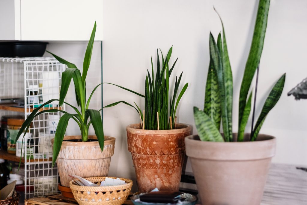 House plants 2 - free stock photo