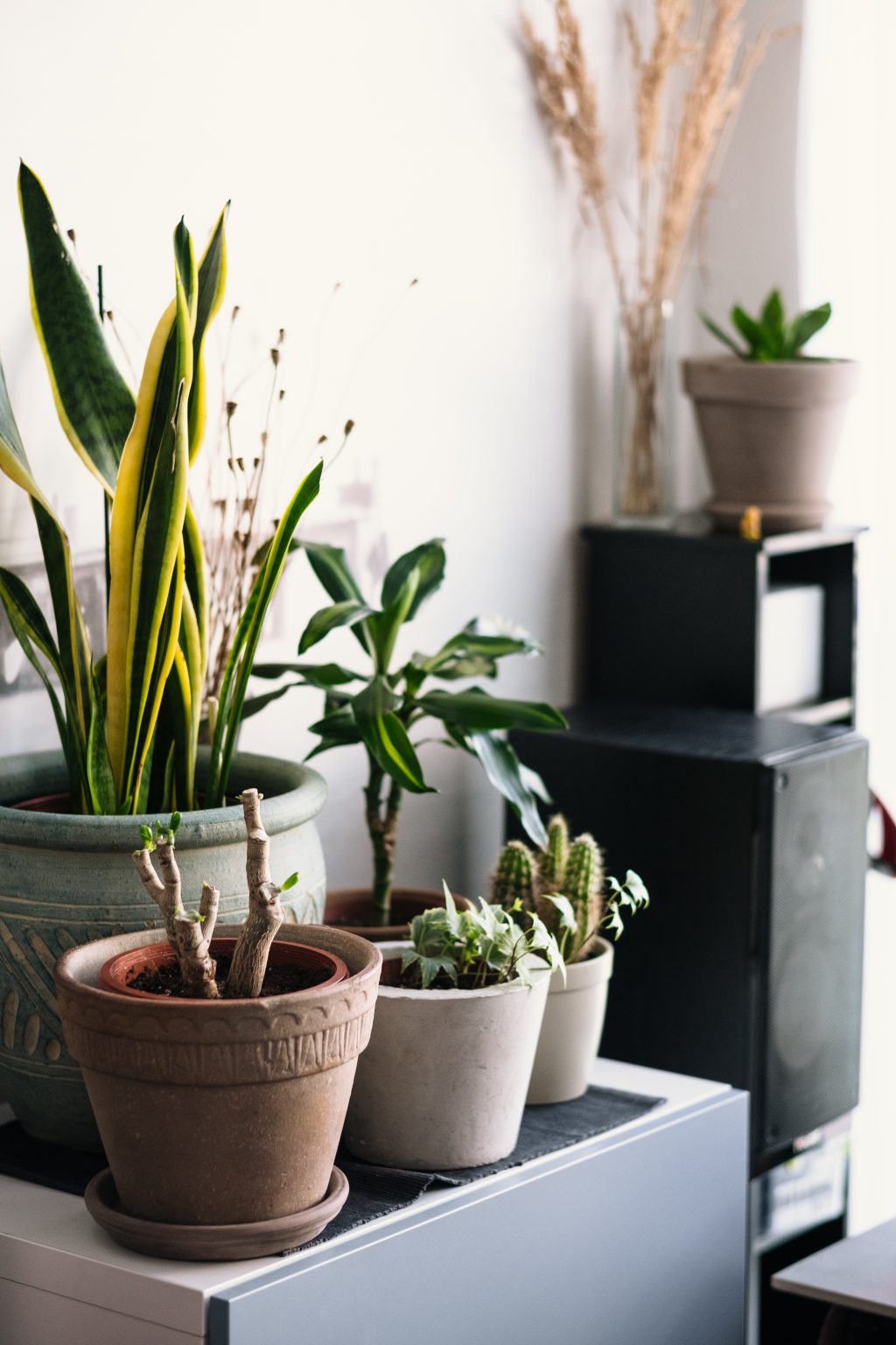 House plants 3 - free stock photo