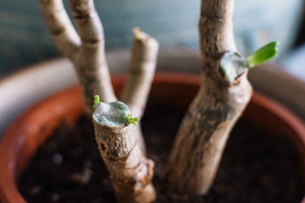The Perfect Recommendation You Can Ever Get About Best Succulents For Outdoors