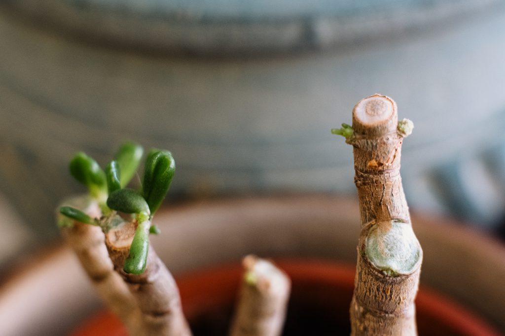 Neglected jade plant coming back to life 2 - free stock photo