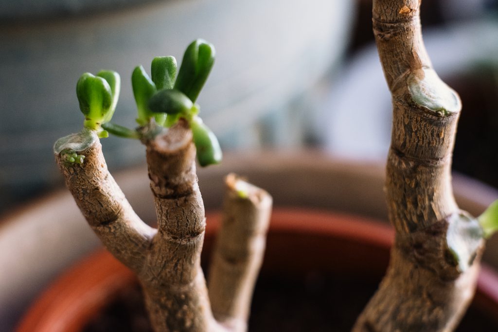 neglected jade plant coming back to life 3 1024x683 - How Breathalyzers Made Me A greater Salesperson