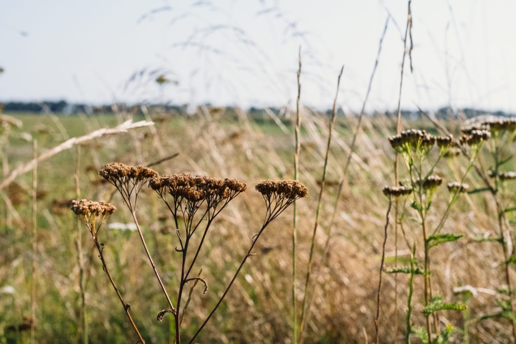 dried_wild_flowers_meadow-1024x683.jpg