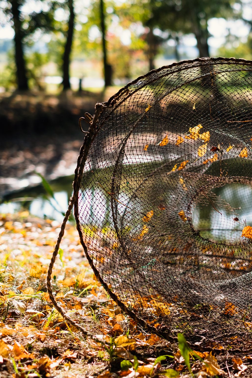 Fish net at the pond 2 - free stock photo