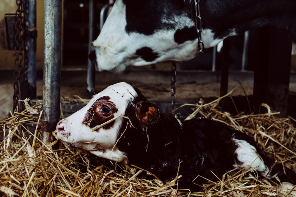 Newborn calf being cleaned by its mother - free stock photo