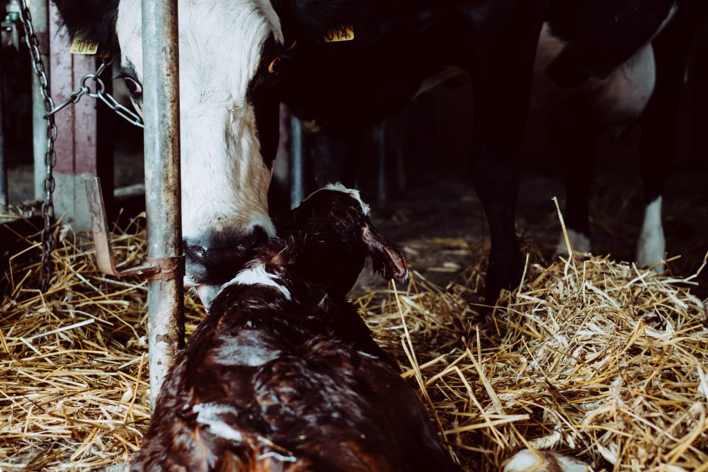 newborn_calf_being_cleaned_by_its_mother