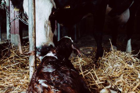 Newborn calf being cleaned by its mother 2 - free stock photo