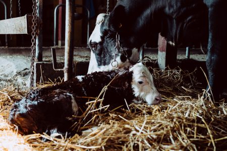 Newborn calf being cleaned by its mother 3 - free stock photo