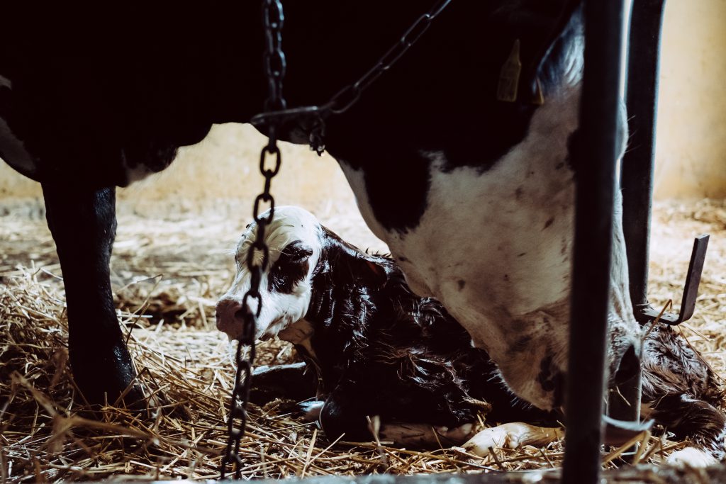 Newborn calf being cleaned by its mother 4 - free stock photo