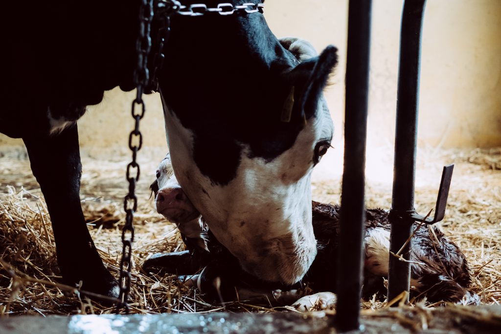 Newborn calf being cleaned by its mother 5 - free stock photo