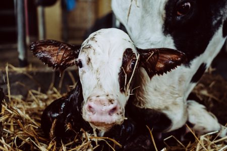 Newborn calf being cleaned by its mother closeup - free stock photo