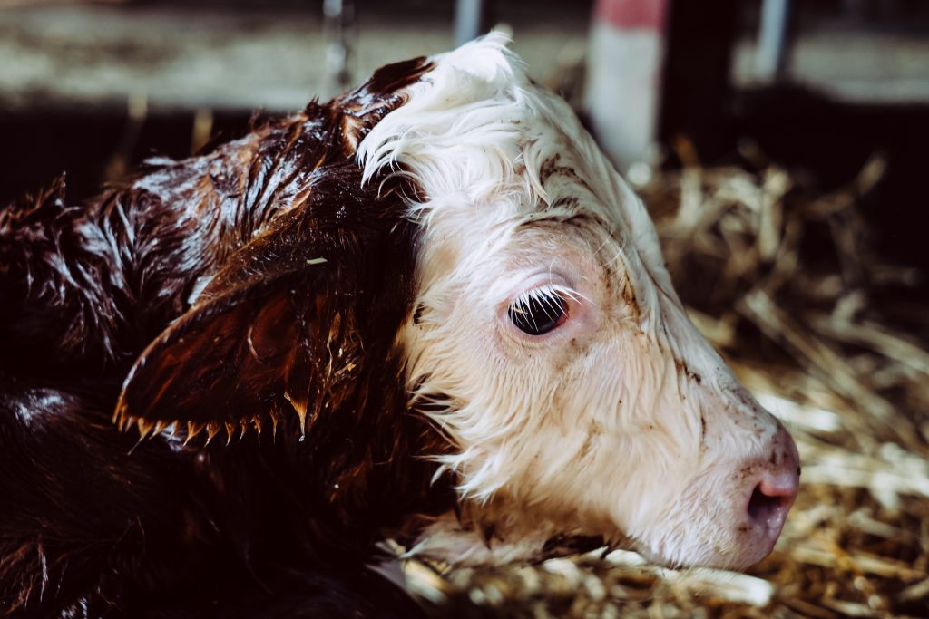 Newborn calf portrait - free stock photo