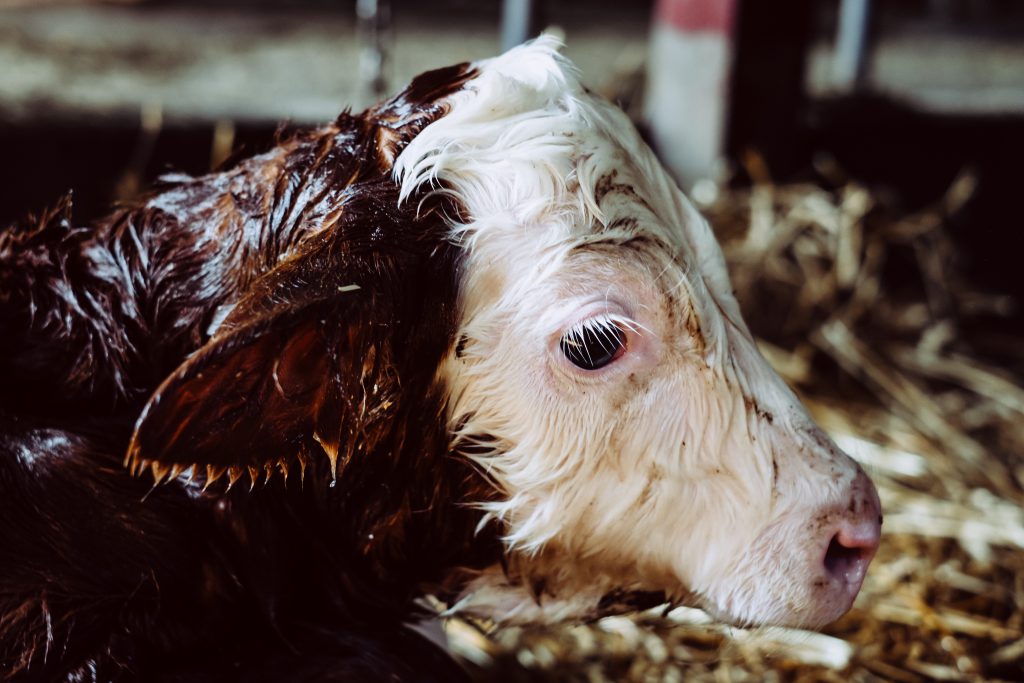 newborn calf portrait