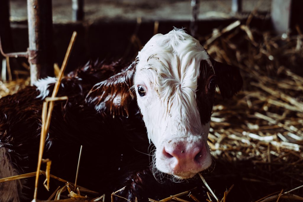 Newborn calf portrait 2 - free stock photo