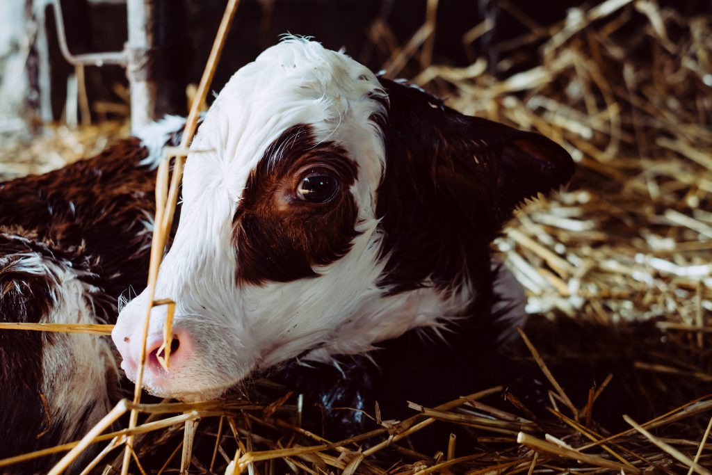 Newborn calf portrait 3 - free stock photo