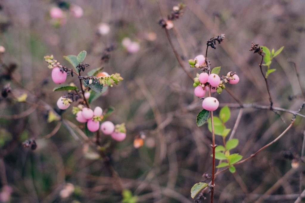 Pink magic berry 2 - free stock photo