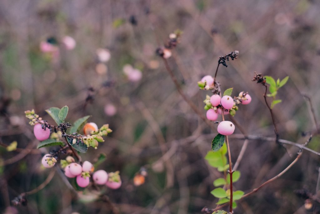 Pink magic berry 3 - free stock photo