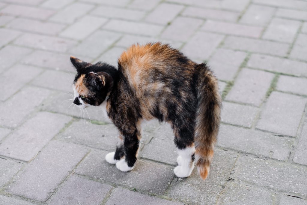 A scared kitten - free stock photo