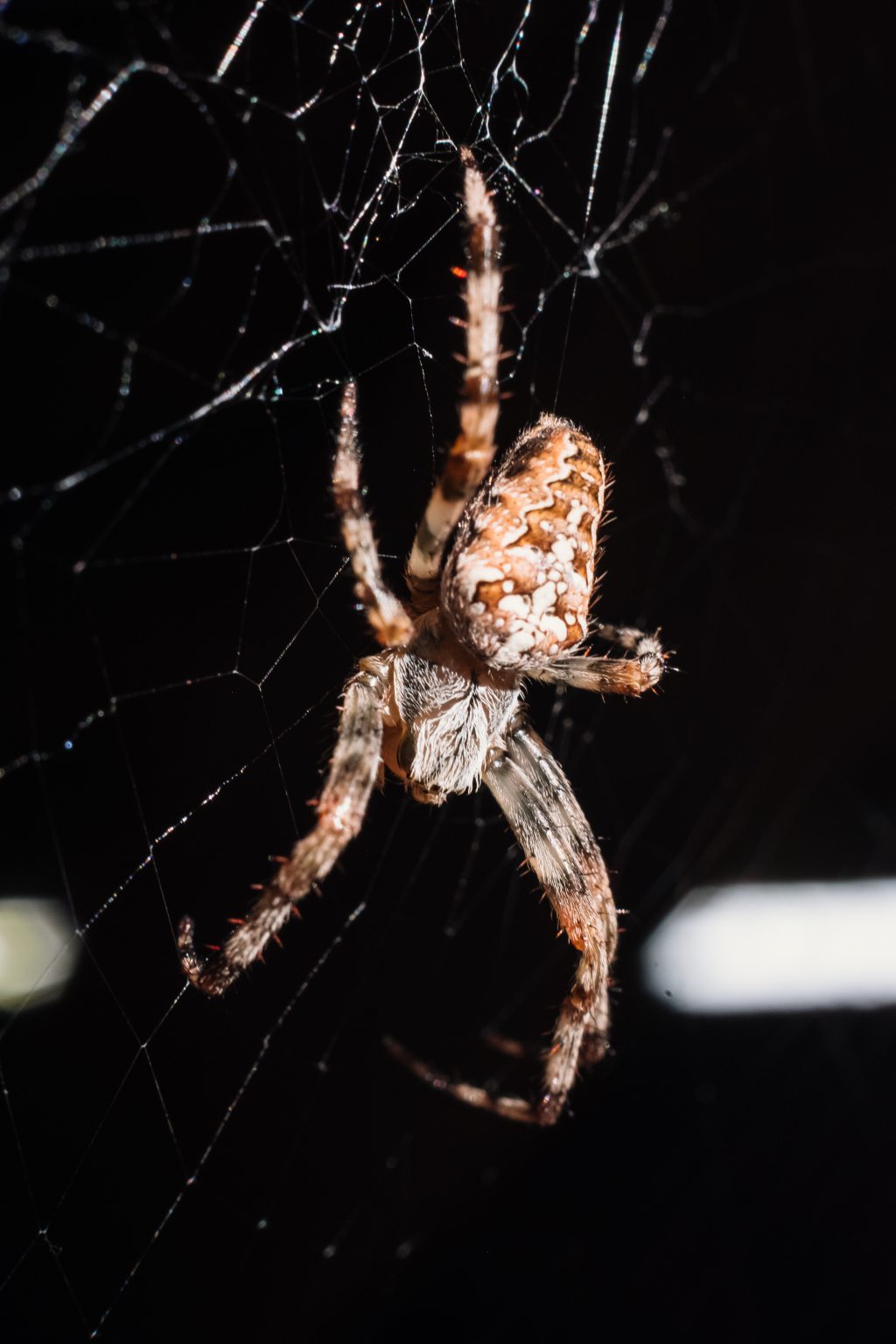 Spider on its web closeup - free stock photo